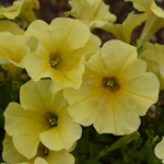 Petunia Crazytunia Bitter Lemon